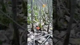 Тихе полювання. Підосичники.