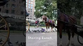 Gentle Carriage Horse & A Pigeon Party