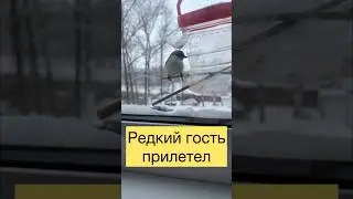 Редкий гость в гостях 😍 Знаете кто это ? ПОПОЛЗЕНЬ 👍