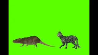 copyright Free Cartoon Green Screen Animation  mouse and cat Walking  Running GreenVideo