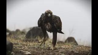 Kaya Kartal Foto Safari, Bulgaristan, Kasım 2024