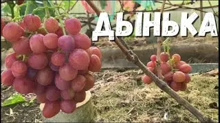 Grape. G.F. Melon. Description and recommendations for growing in the northern regions.