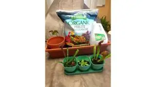 The proper care and feeding of communities and carnivorous plants
