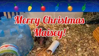 Merry Christmas Maisey and Piper's Christmas Tree