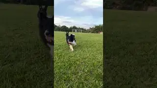 Border Collie