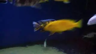 Елоу мультикалор гизель