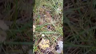 каждый листочек, 🍄  надо посмотреть