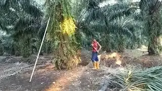 Pokok tinggi potong buah terjipit pakai egre