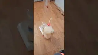 Geçen Sene 4 Defa İlaçlanan Ve Bitmeyen Evde Tahtakurusu Tespitimiz