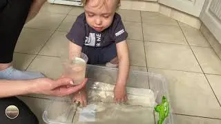 Лягушонок