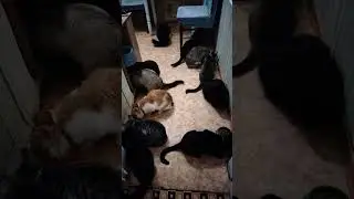 кормим котиков на передержке #бездомныеживотные #котики