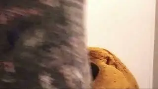 GIANTESS ur Lost Doggie Crushed ButtCrush But He Likes It Here GIANTESS AsmrRp Full Video On Patreon