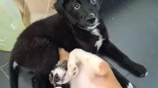 PAIN puppy parenting