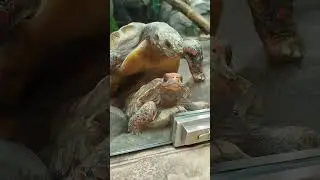 черепахам хорошо