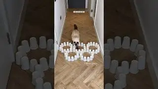 Catlympics - Jerrie’s turn🐾 It was a little slippery😅 #cat