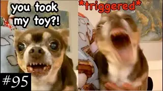Angry Chihuahuas Compilation 😡🐶| We Still Love Them