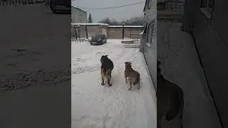 Ревность зибы 2