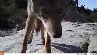 Coyotes