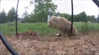 Tiger vs Lion - Small Tigress smacks the heck out of a large Male Lion