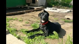 Приучение собаки к будке и привязи, цепи. Предусматриваем все жизненные случаи