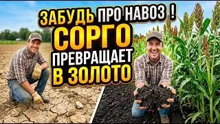 Turning loam into black soil in one season without manure? Here's how sorghum turns clay into gold.