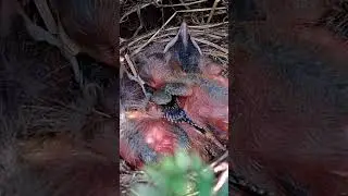 Baby BIRDS in NEST! | Robin's Eyes Closed Still | #stayrad @ChuckNorrizBeardedDragons #shorts