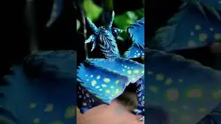 Мастер-Класс "Синеглазка"
