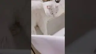 早上起床，我的猫已经在洗手池里折腾了，水龙头已阵亡