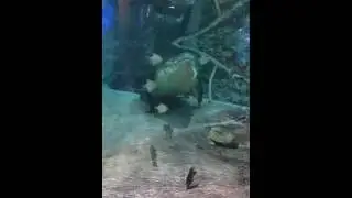 King Croc Dubai Aquarium