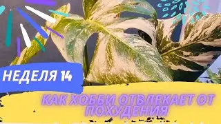 Похудение подруг.  Красочный декабрь