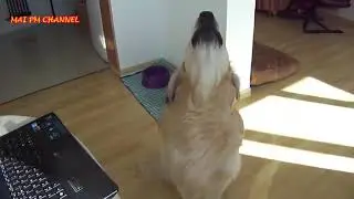 Ultimate Funniest And Cutest  (Golden Retriever) Videos Compilation 2016   Funny Dog Videos