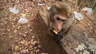 Планеты жующих обезьян