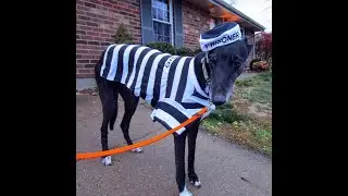 GreyhoundR6 Trailer! .mp4