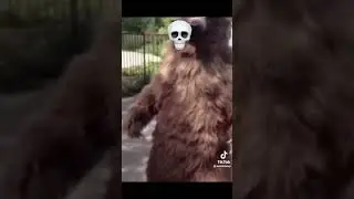 This bear can stick and move