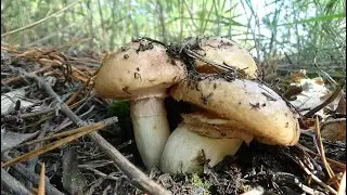 За грибами. Сбор грибов.
