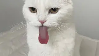(Funniest Cats Videos) I Challenge You Not to Laugh 😂 !