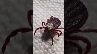 Болезни от клещей