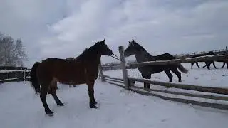 Stallion / covering of the mare Mashka