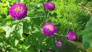 Beautiful Zinnias in Houston Tx . It's so hot here