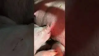 ТИХИЙ ЧАС НА ЗАБРОШЕННОМ ХУТОРЕ