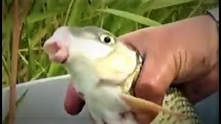 Что за конь? ЧУКУЧАН Red Horse Fishing