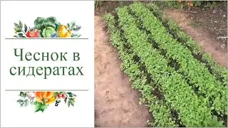 Посадка озимого чеснока в сидераты. Природное земледелие.