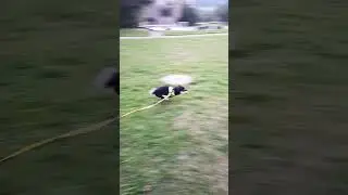 SNIFF AND RUN! Shiba enjoys a treat and speed! 🐕🐶