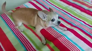 Чихуахуа распирает от счастья
