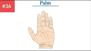 'Palm' Meaning and sentence examples || Learn English Vocabulary with Pictures