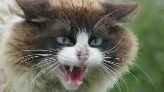 When Animals Go Mad…