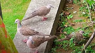 Terkukur - A flock of turtle dove chicks