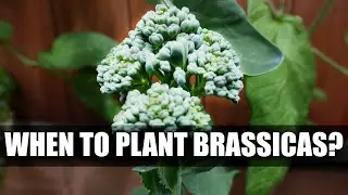 When To Plant Brassicas? - Garden Quickie Episode 38