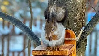 Вся правда о беличьих заначках, The whole truth about squirrel caches.