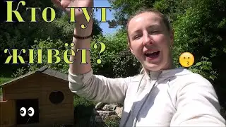 Кролики декоративные вислоухие, новые окролы. Крольчата и Новый домик для кролика.